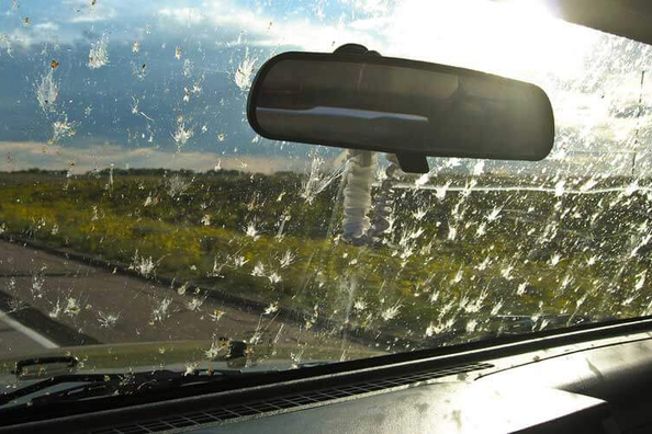 Как очистить стекло автомобиля от насекомых?